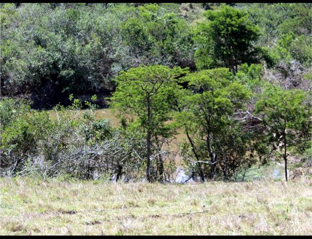 226HA FARM FOR SALE IN KOMGA RURAL